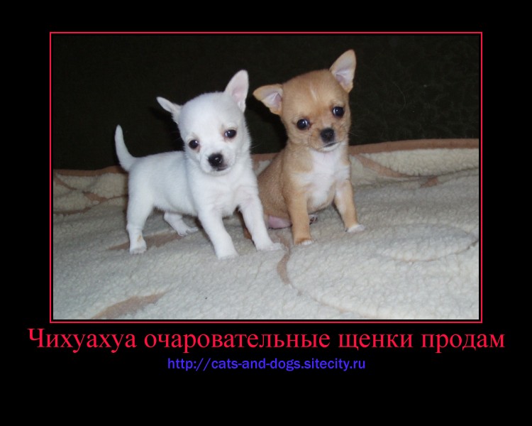 Купить Щенка Чихуахуа Во Владивостоке